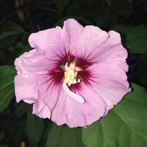 Meet your Posher, Carlynne